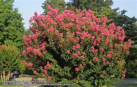 Celestial spell of the crepe myrtle tree